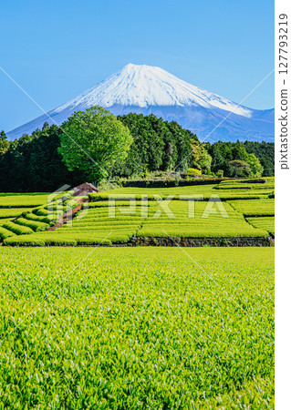 Fresh green tea fields and a spectacular view of Mt. Fuji Fresh green tea fields and a spectacular view of Mt. Fuji 127793219