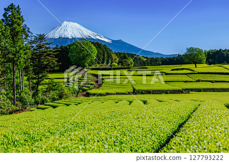 Mount Fuji and a spreading carpet of greenery Mount Fuji and a spreading carpet of greenery 127793222