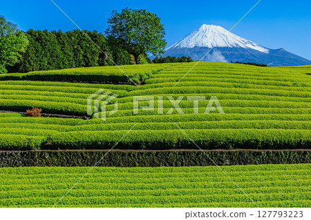 A refreshing morning, tea fields and famous mountains collaborating A refreshing morning, tea fields and famous mountains collaborating 127793223