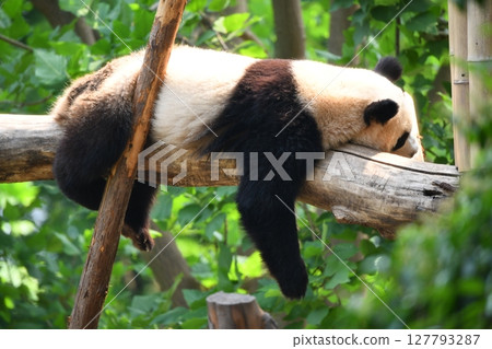 A giant panda relaxing on a high log A giant panda relaxing on a high log 127793287