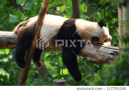 A giant panda relaxing on a high log A giant panda relaxing on a high log 127793288