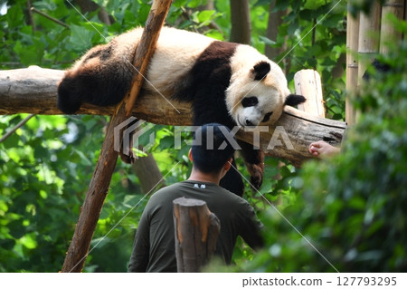A giant panda doesn't want to go inside and doesn't listen to the zookeeper. 127793295