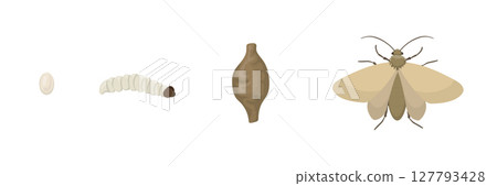 Clothes moth life cycle from egg to larva, pupa and adult insect 127793428
