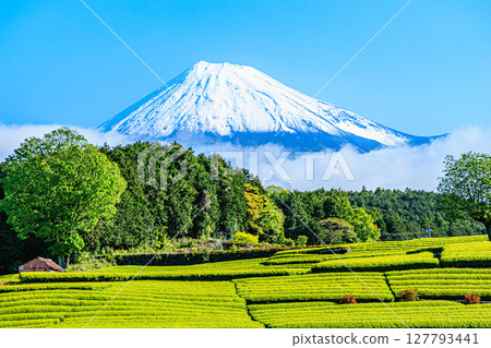 富士山漂浮在雲層和廣闊的茶田之間 富士山漂浮在雲層和廣闊的茶田之間 127793441