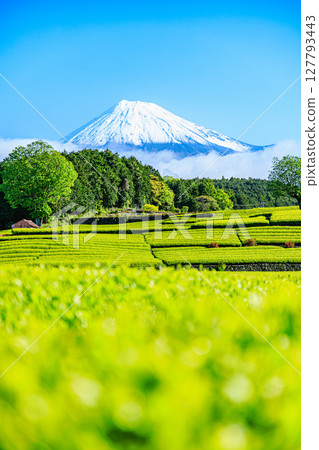 New tea season and snow-capped Fuji 127793443