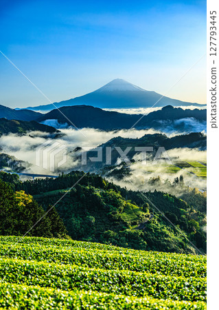 晨霧籠罩的茶田和富士山 127793445