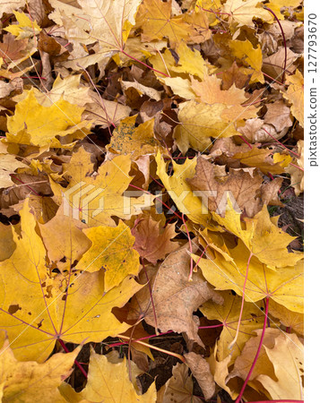 Autumn maple yellow orange leaves top view. Autumn mood 127793670