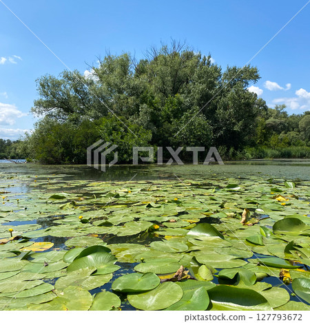 Water lilies in the river, untouched wildlife of Europe Water lilies in the river, untouched wildlife of Europe 127793672