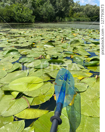 Kayaking on the river, lots of water lilies on the surface of the water, and a kayakers paddle Kayaking on the river, lots of water lilies on the surface of the water, and a kayakers paddle 127793673