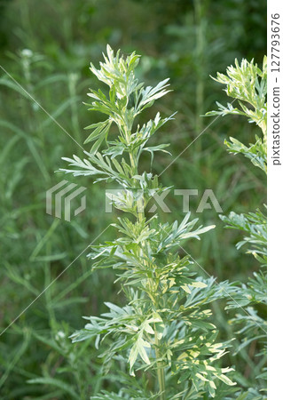 Wild Plant Wormwood Artemisia Close-Up in Natural Light Growing Outdoors Wild Plant Wormwood Artemisia Close-Up in Natural Light Growing Outdoors 127793676