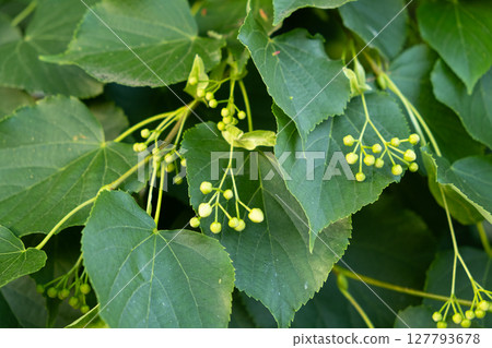 Linden Tree Fruits Ripe Nuts on a Branch Tree 127793678