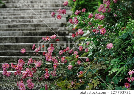 善法寺參道兩旁盛開的秋菊 127793721
