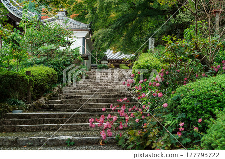 Autumn chrysanthemums blooming along the approach to Zenboji Temple 127793722