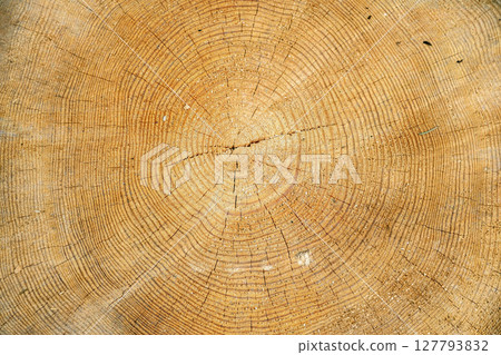 Cutting down a large tree. 127793832