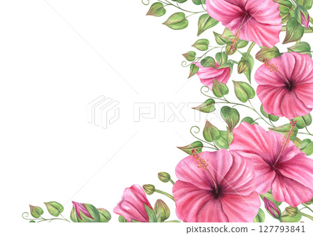 Watercolor pink hibiscus with orchid buds and climbing plants square border isolated background. Hand painted flowers frame with copy space for text. For invitations, greeting cards, packaging Watercolor pink hibiscus with orchid buds and climbing plants square border isolated background. Hand painted flowers frame with copy space for text. For invitations, greeting cards, packaging 127793841
