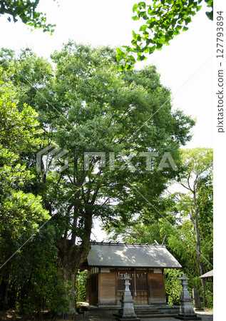 埼玉縣行田市真水塚神明社的神聖大櫸樹 埼玉縣行田市真水塚神明社的神聖大櫸樹 127793894