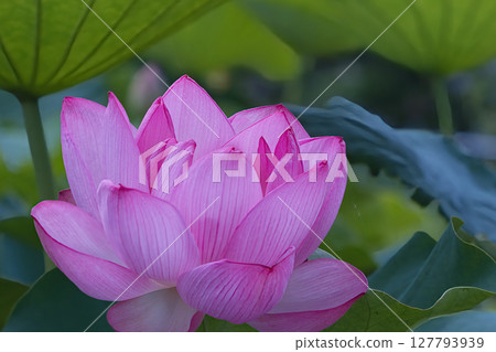 風景與蓮花 風景與蓮花 127793939