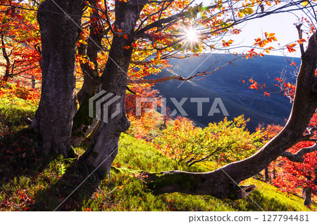 Fall landscape with dark tree trunks and glowing beech 127794481