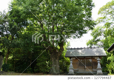 埼玉縣行田市真水塚神明社的神聖大櫸樹 127794487