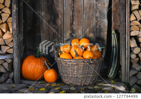 Harvest of orange pumpkins in a wicker garden basket Harvest of orange pumpkins in a wicker garden basket 127794499