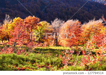 Red and yellow beech woods lit by warm evening light Red and yellow beech woods lit by warm evening light 127794514