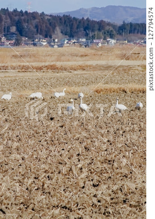 Rice paddies and swans in winter 127794574