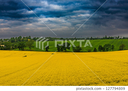 Abira Town's rapeseed fields and dramatic skies Abira Town's rapeseed fields and dramatic skies 127794809