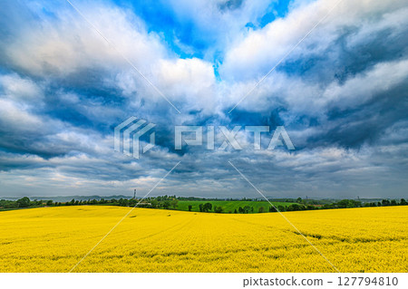 Yellow and green in the Hokkaido countryside Yellow and green in the Hokkaido countryside 127794810