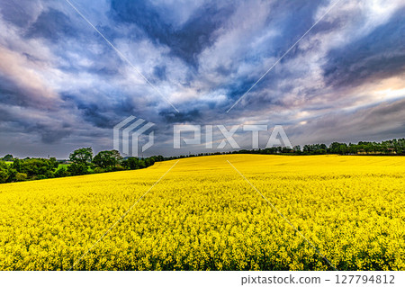 A field of rapeseed flowers spreading across the northern lands and signs of a storm 127794812