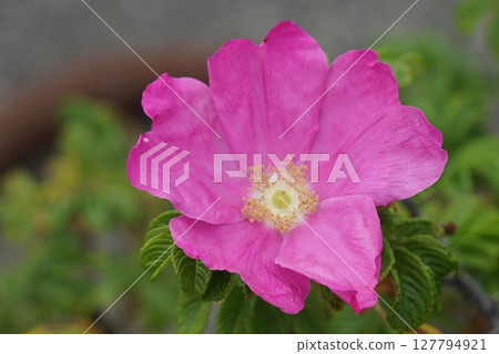 Pink Rugosa Pink Rugosa 127794921