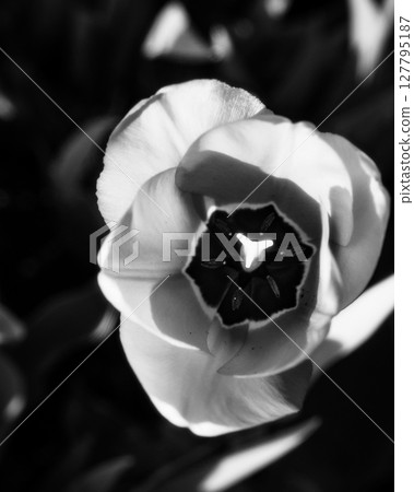 Close-Up of a Tulip Flower in Dramatic Black and White Lighting Close-Up of a Tulip Flower in Dramatic Black and White Lighting 127795187