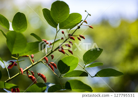 Kaikouzu, Local Forest, Fuchu City, Tokyo Kaikouzu, Local Forest, Fuchu City, Tokyo 127795531