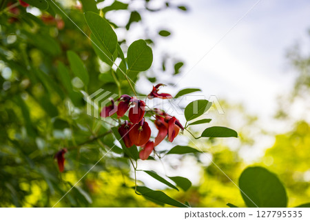 Kaikouzu, Local Forest, Fuchu City, Tokyo 127795535