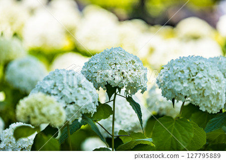 Annabelle, Hydrangea Festival, Fuchu City, Tokyo Annabelle, Hydrangea Festival, Fuchu City, Tokyo 127795889