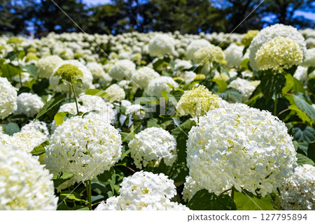 Annabelle, Hydrangea Festival, Fuchu City, Tokyo Annabelle, Hydrangea Festival, Fuchu City, Tokyo 127795894