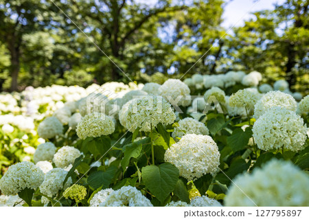Annabelle, Hydrangea Festival, Fuchu City, Tokyo Annabelle, Hydrangea Festival, Fuchu City, Tokyo 127795897