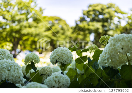 Annabelle, Hydrangea Festival, Fuchu City, Tokyo Annabelle, Hydrangea Festival, Fuchu City, Tokyo 127795902