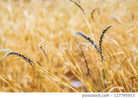 Cereal plants whose ears covered with black body of fungal disease similar to ergot, background of blurred orange autumn field. Dangerous diseases in agro-industry that destroy large areas of crops 127795953
