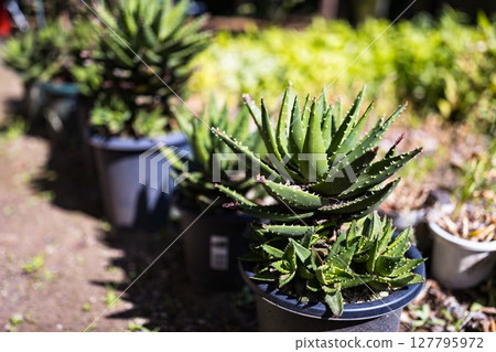 蘆薈，地方森林，東京都府中市 127795972