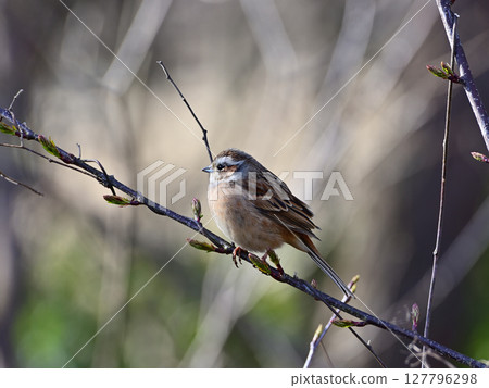 Female bunting Female bunting 127796298
