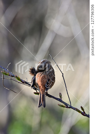 A female white-throated sparrow preening her feathers 127796306