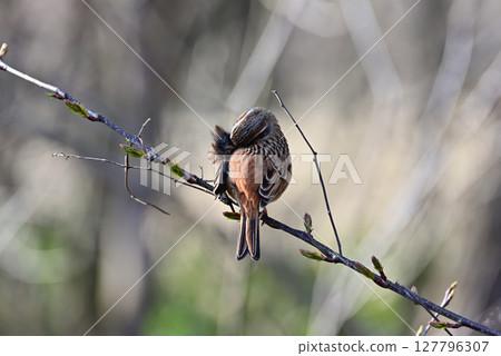A female white-throated sparrow preening her feathers A female white-throated sparrow preening her feathers 127796307
