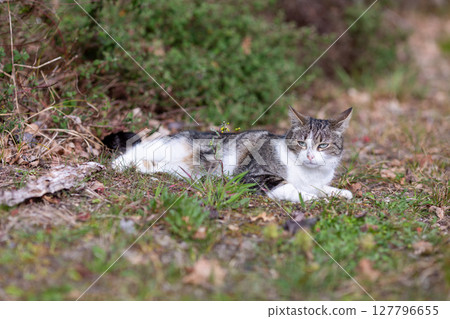 a tiger cat walks in the forest a tiger cat walks in the forest 127796655