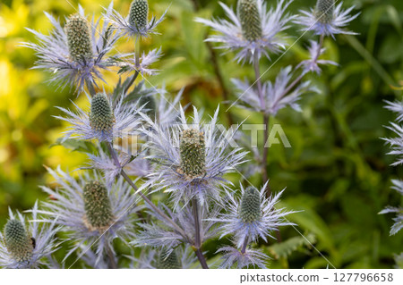 Eryngium alpinum 'Blue Jackpot' also known as Blue Sea Holly 127796658