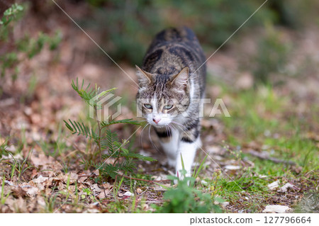 a tiger cat walks in the forest a tiger cat walks in the forest 127796664