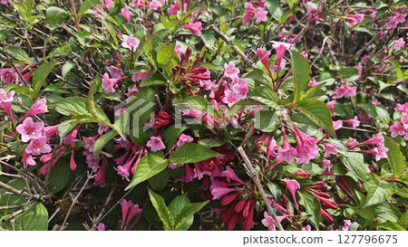 Dense blooming bush with vibrant pink flowers and lush green leaves under natural daylight. Concept of floral abundance, natural growth, and seasonal beauty in garden landscapes 127796675