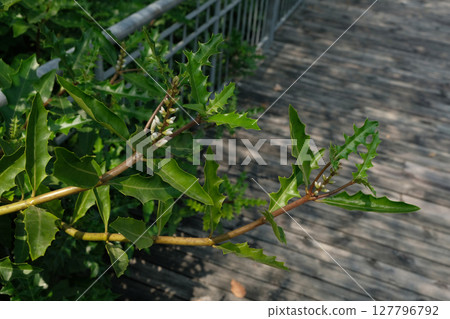 Sea Holly (Acanthus ebracteatus) 127796792