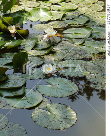 Serene Pond with White Water Lilies and Green Lilypad Surroundings 127796917