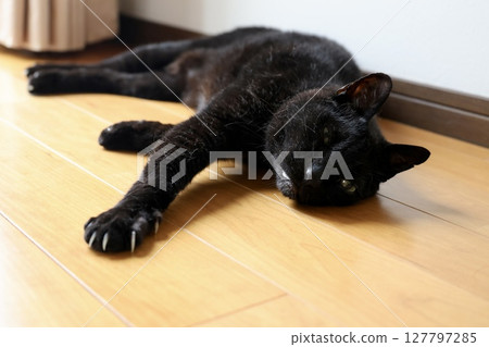 Black cat lying on the floor Black cat lying on the floor 127797285