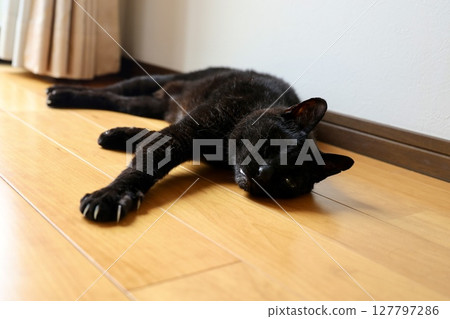 Black cat lying on the floor Black cat lying on the floor 127797286
